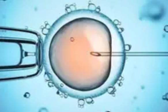 试管婴儿鲜胚和冻胚从冻胚试管婴儿到鲜胚的选择